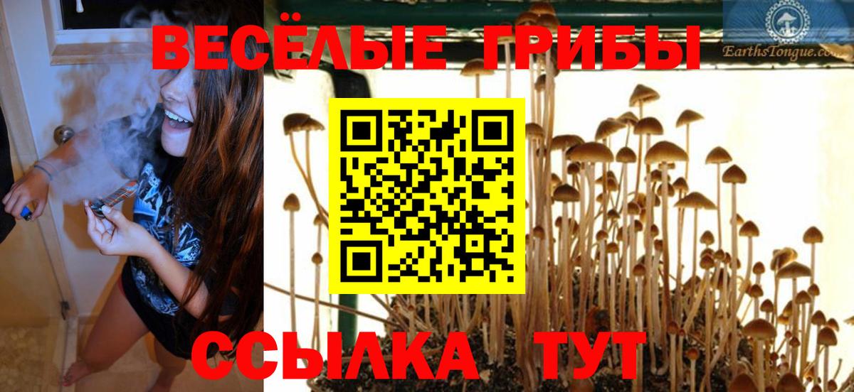 Миллерово  Галлюциногенные грибы Cubensis  Вход с VPN  Псилоцибиновые грибы Psilocybine cubensis 
